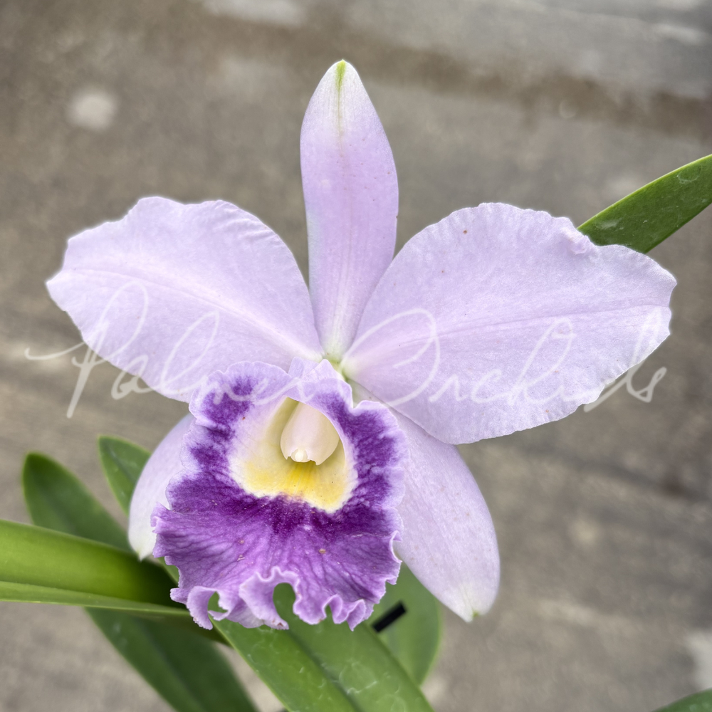 Cattleya Cornelis' Love — Palmer Orchids
